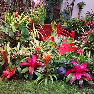 Anthurium Hale Hilo